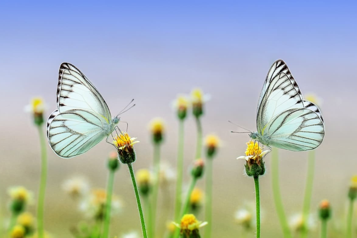 자기계발과 인생의 불확실성에 대한 과학적 시각