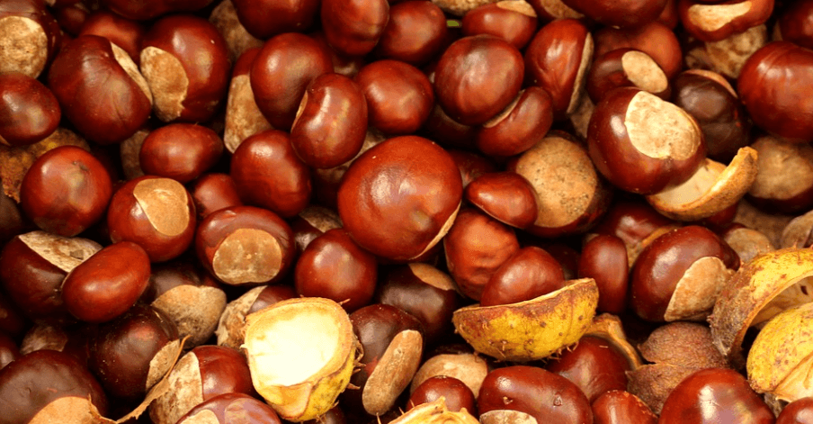 밤 효능으로 알아 봄 밤이 찍혀 있는 사진2