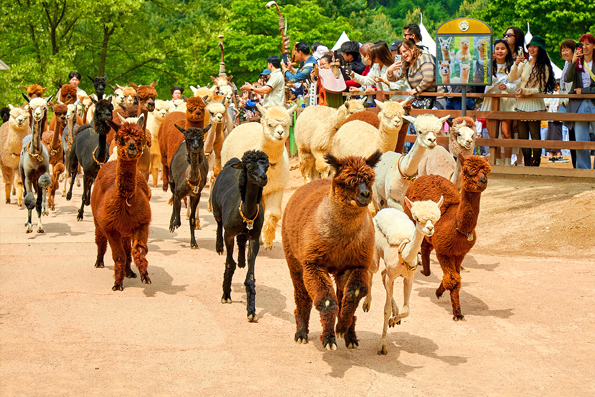 홍천 알파카 월드
