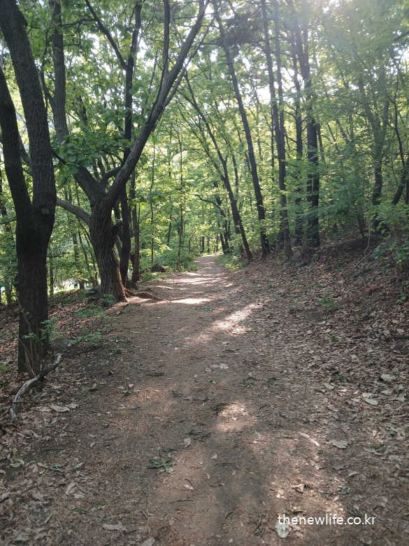 A sunny forest hiking trail with a dirt path, representing the beginning of a weight-loss journey through walking and nature./ 햇살이 비치는 숲속 흙길 등산로. 걷기와 자연 속 운동으로 살을 빼야 하는 이유를 실천으로 보여주는 시작의 길.