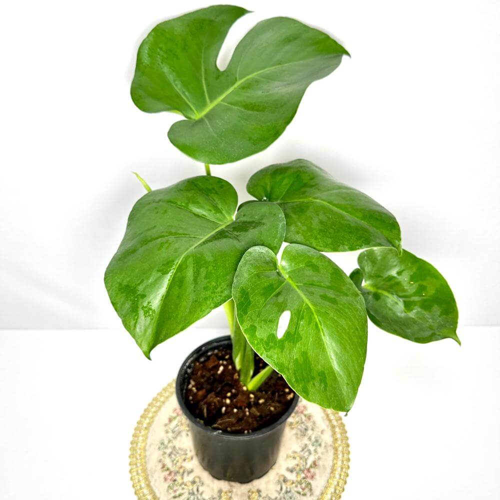 몬스테라 키우는법