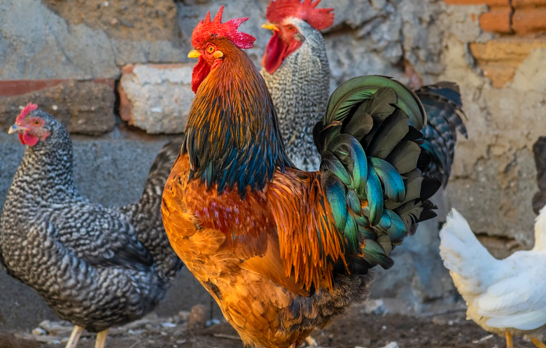 2023년 닭띠운세