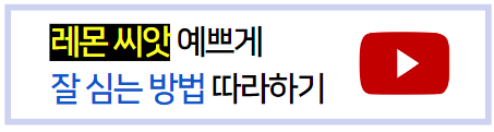 레몬씨앗심는방법