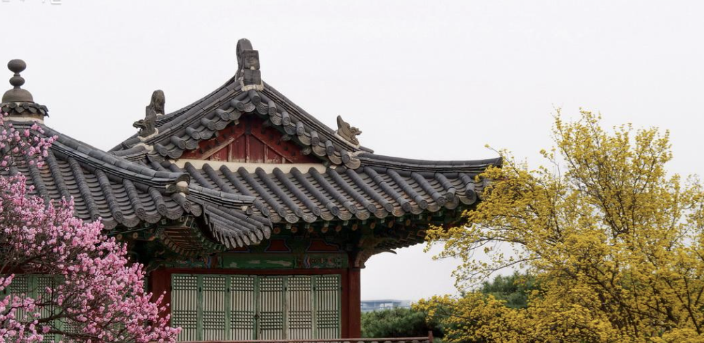 2025 통도사 매화 개화 시기 – 봄을 알리는 사찰의 아름다움