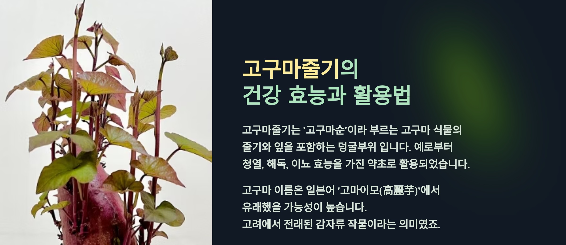 고구마줄기