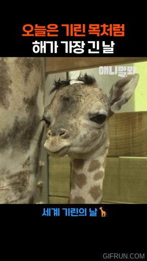 아기 기린 아토의 움직이는 그림