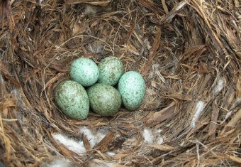 둥지안에-청록색의-까마귀-알-다섯개가-예쁘게-놓여있는-모습