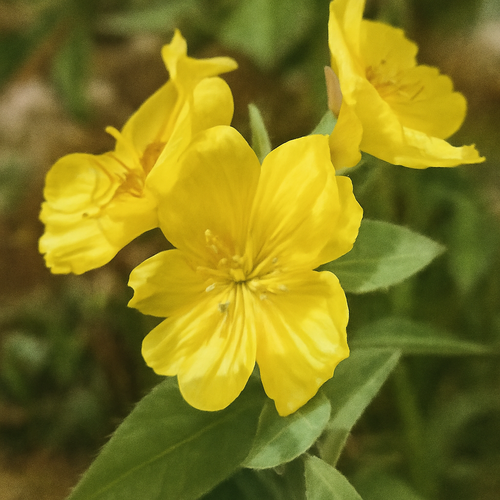 달맞이꽃 효능과 부작용, 갱년기 여성에게 꼭 필요한 이유1