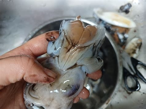 갑오징어 손질 방법