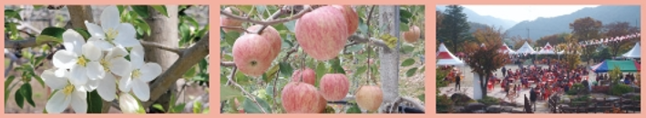 2024 양산 배내골 사과축제 기간 장소 행사일정 판매장 행사문의