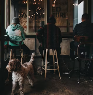 실내 동물카페 창업에 대하여 알아보기