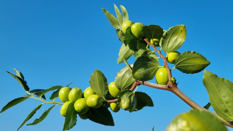 대추 사과대추 효능 대추차 생대추 건대추 고르는법 칼로리 보관법