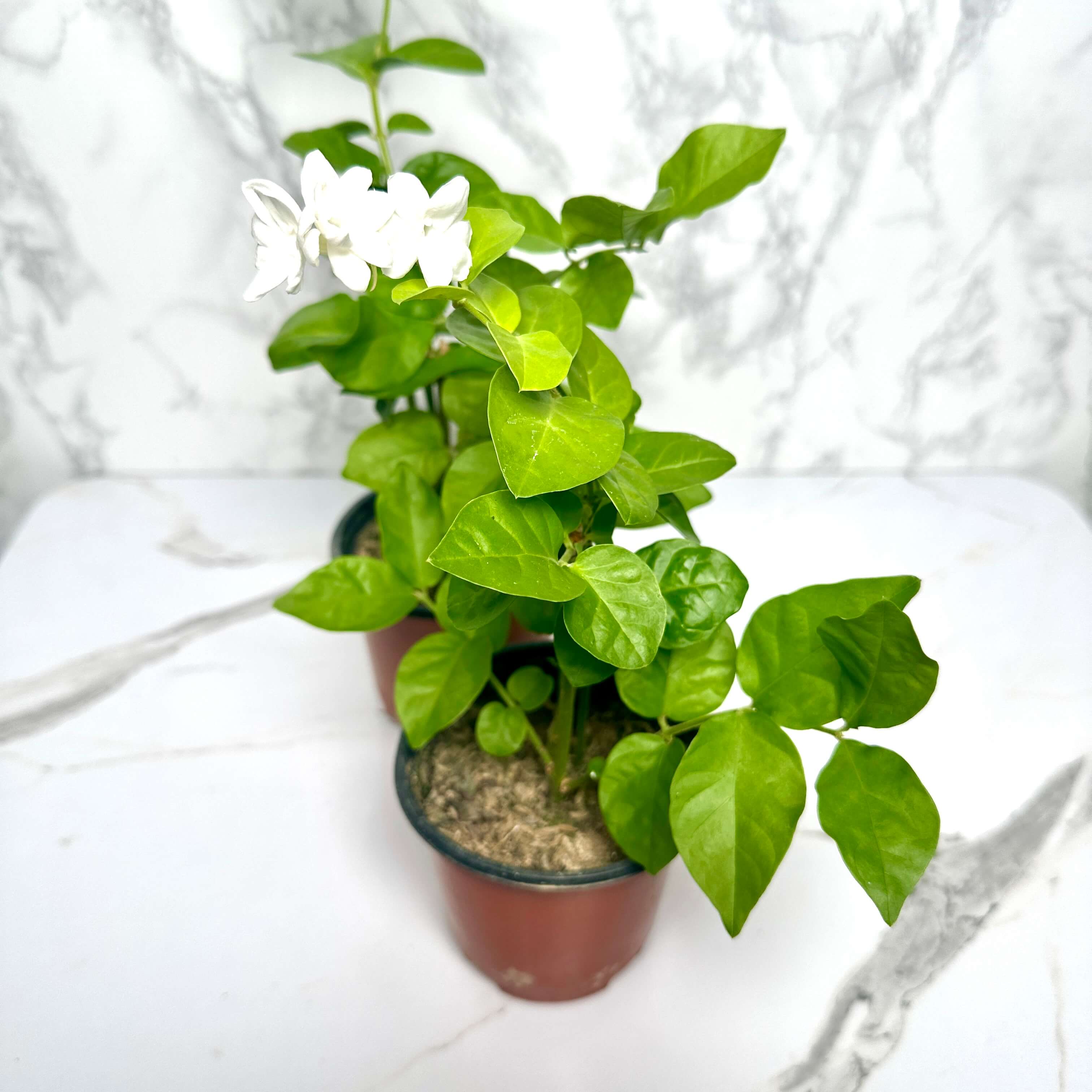 아라비안 자스민 키우기