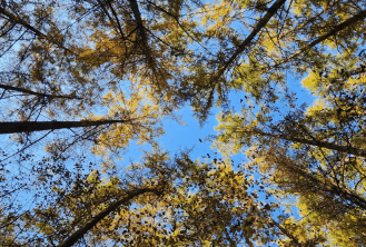 [명품숲길 50선 가을단풍 산행 ②] 소리향기길 &amp; 명언읽고가길 : 가평 강씨봉자연휴양림의 가을 산책길