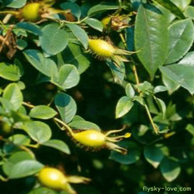정기를 보하는 금앵자
