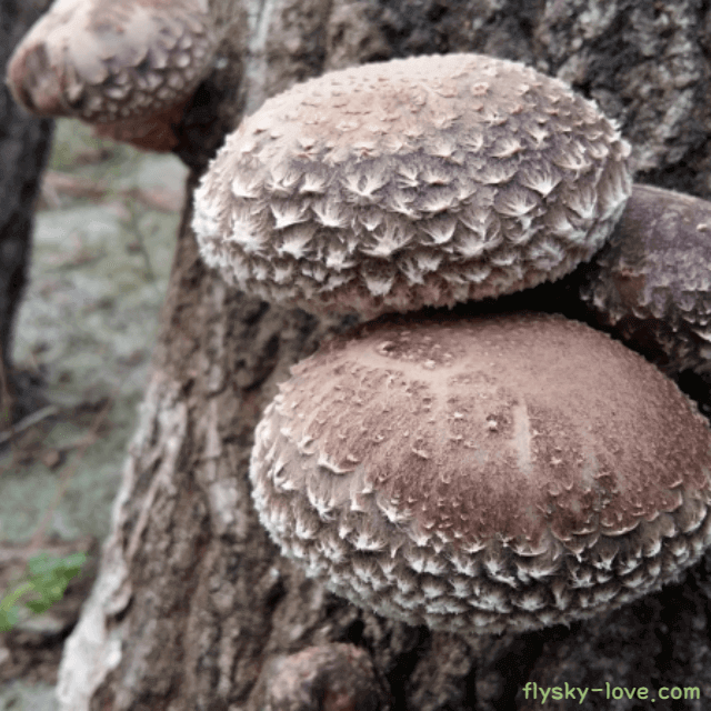 면역력 강화에 좋은 표고버섯