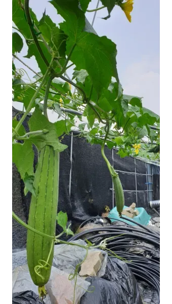 수세미 재배 덩굴 유인 통풍 관리 수확 건조_13