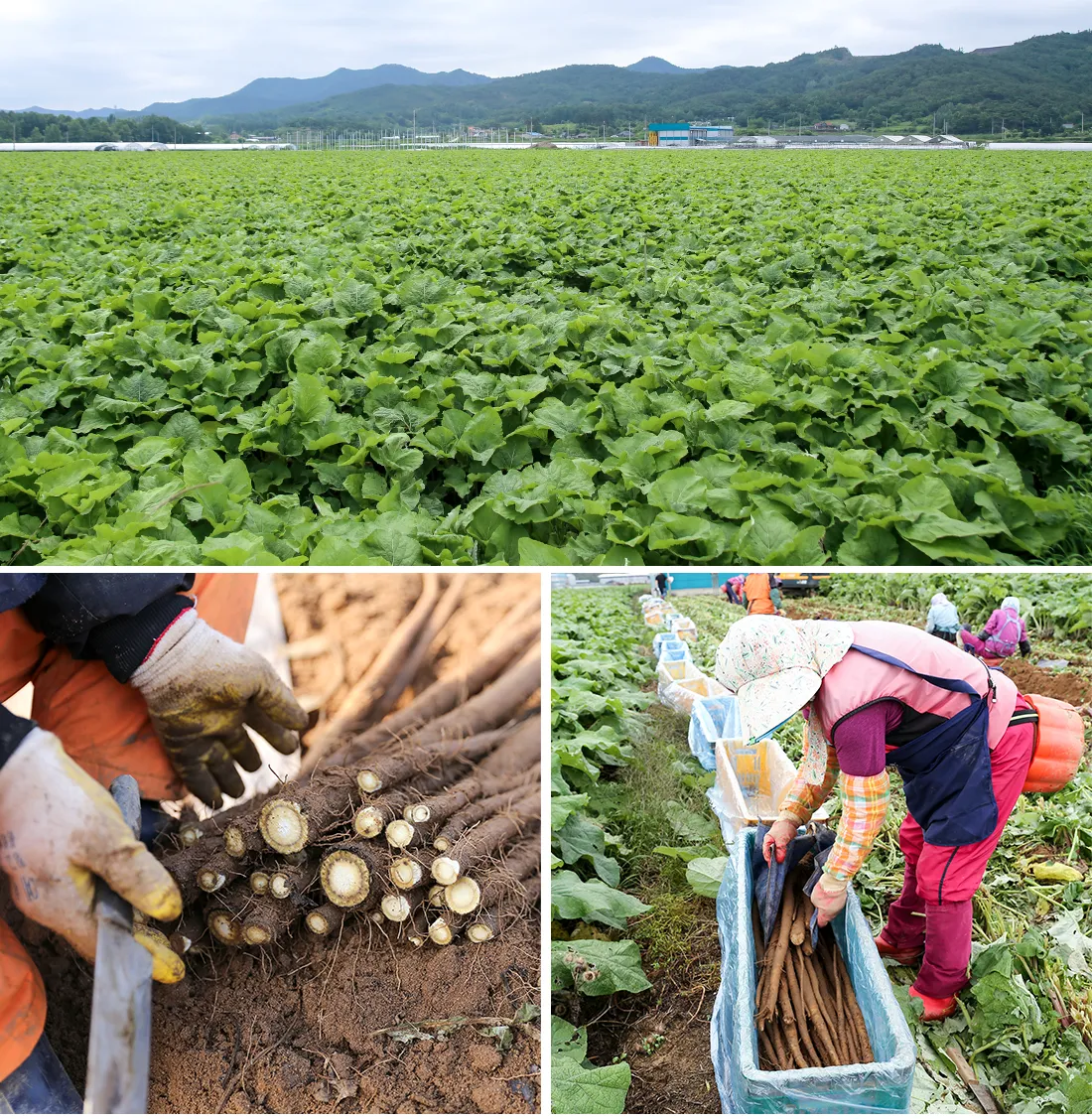 우엉 재배 깊이 갈기 직파 요령 곧게 키우기_3