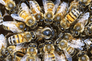 프로폴리스효능14