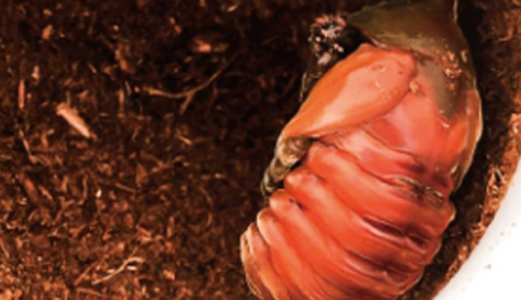 담양 곤충박물관