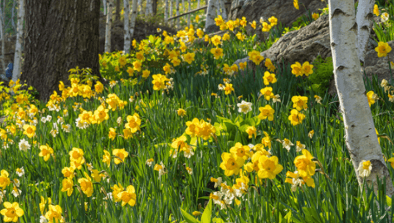 화담숲 예약안내 모노레인 예매 벚꽃 수선화 축제 안내