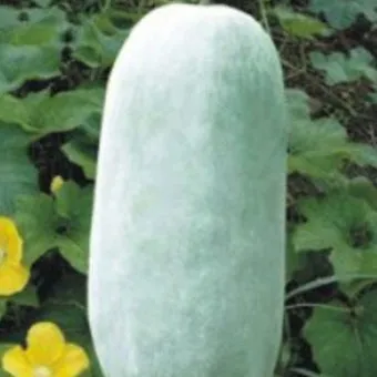 동아 재배 덩굴 손질 지주 설치 수분 관리_3