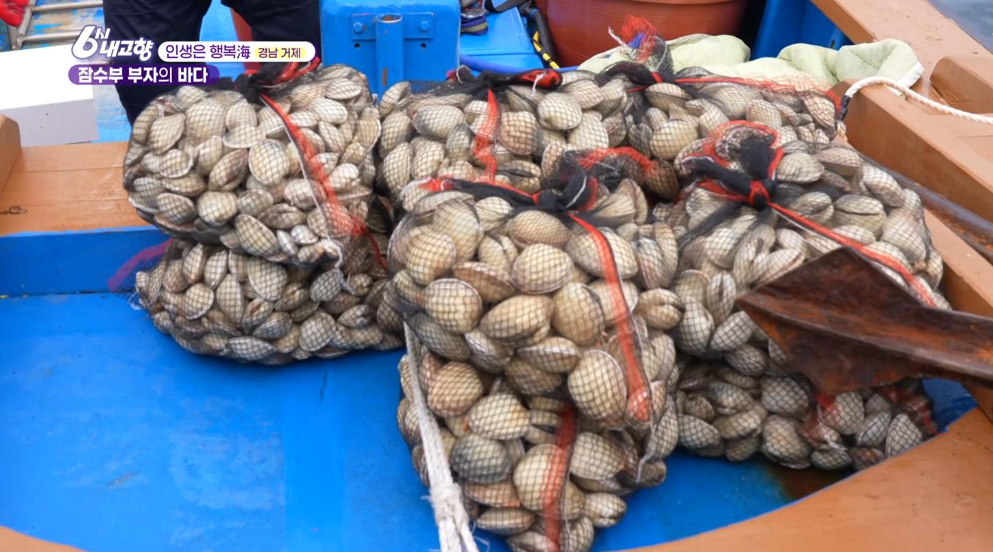 6시내고향 잠수부 부자의 바다 코끼리조개 왕우럭조개를 금방 잡아 배에 올린 모습