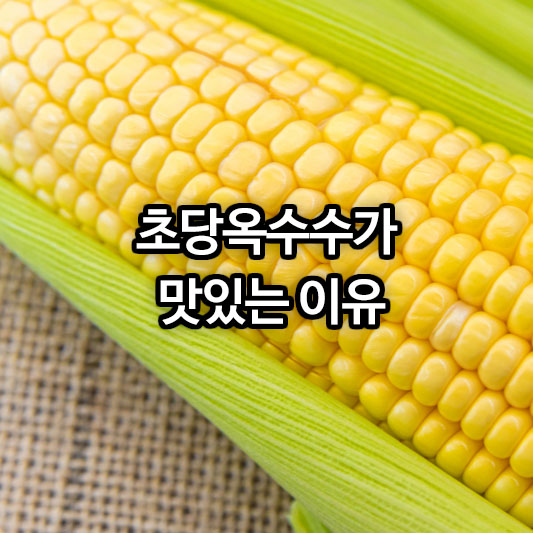 초당옥수수가 맛있는 이유