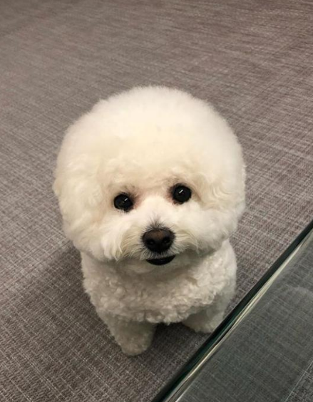 비숑 프리제1