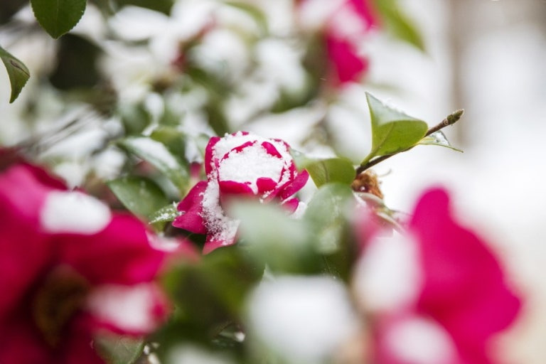 바다 옆 3km 4천만 송이 동백꽃 길 신안섬 겨울꽃 축제