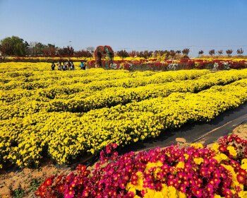 서산 국화축제_28
