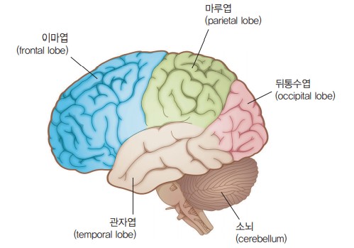 대뇌
