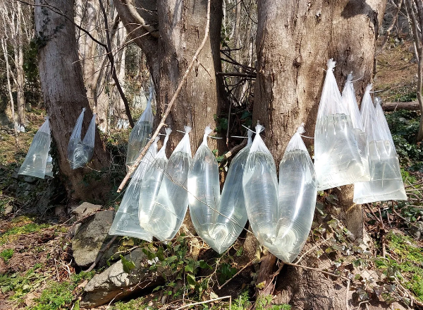 고로쇠물의 놀라운 효능