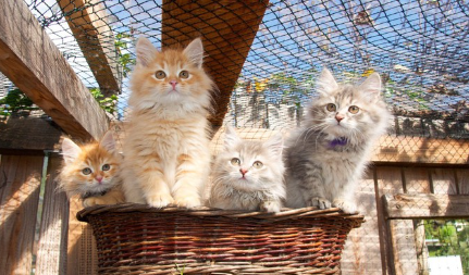 다두가 기르고 있는 고양이.