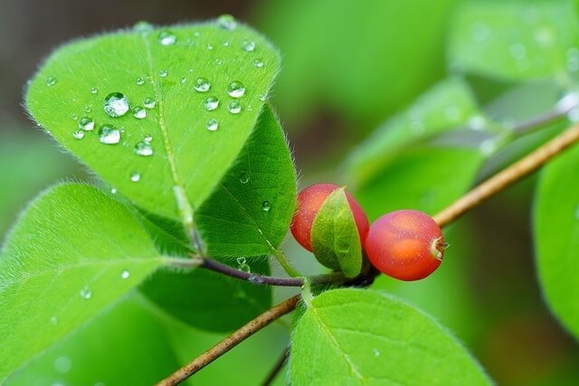 기관지에 좋은 재료