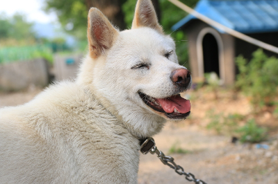 진돗개가 웃고 있는 사진