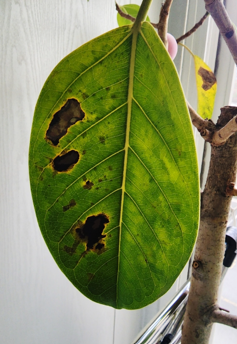 뱅갈고무나무 살리기