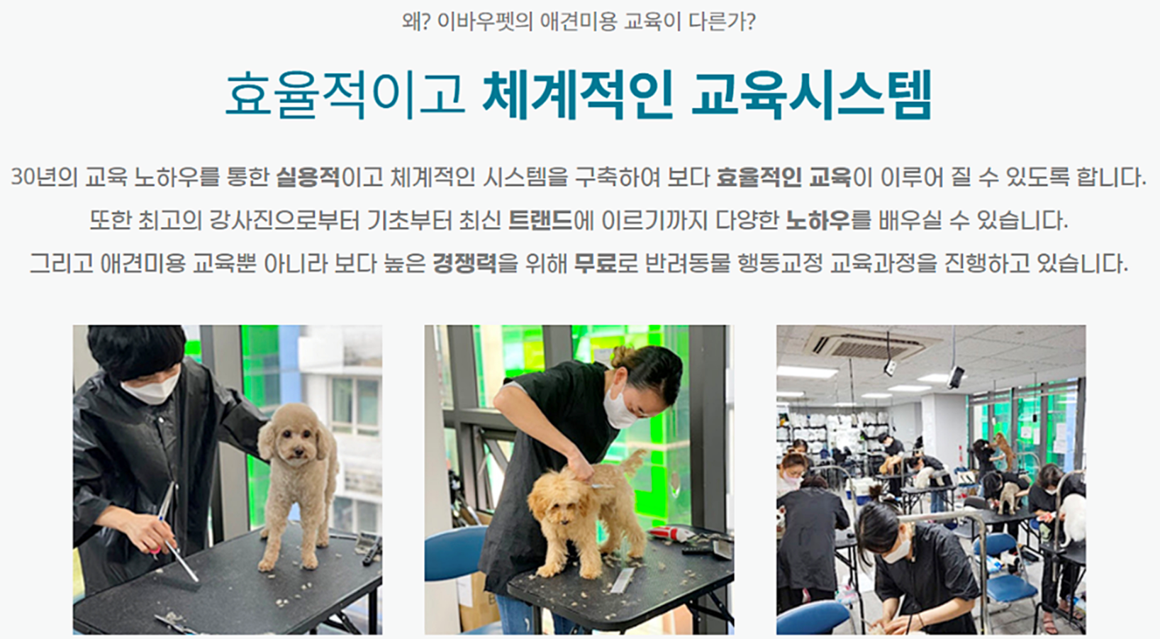 대구강아지미용추천