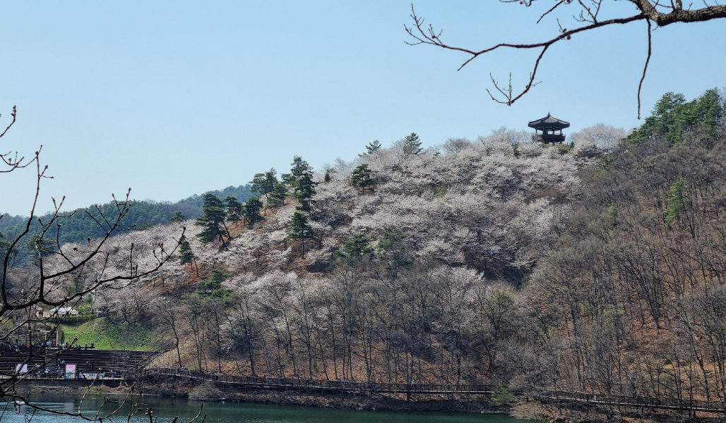 진천 초평호수 출렁다리 위에서 줌인하여 찍은 농월정 벚꽃