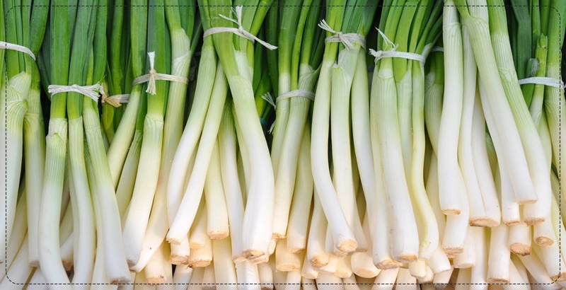 손질해 놓은 많은 파