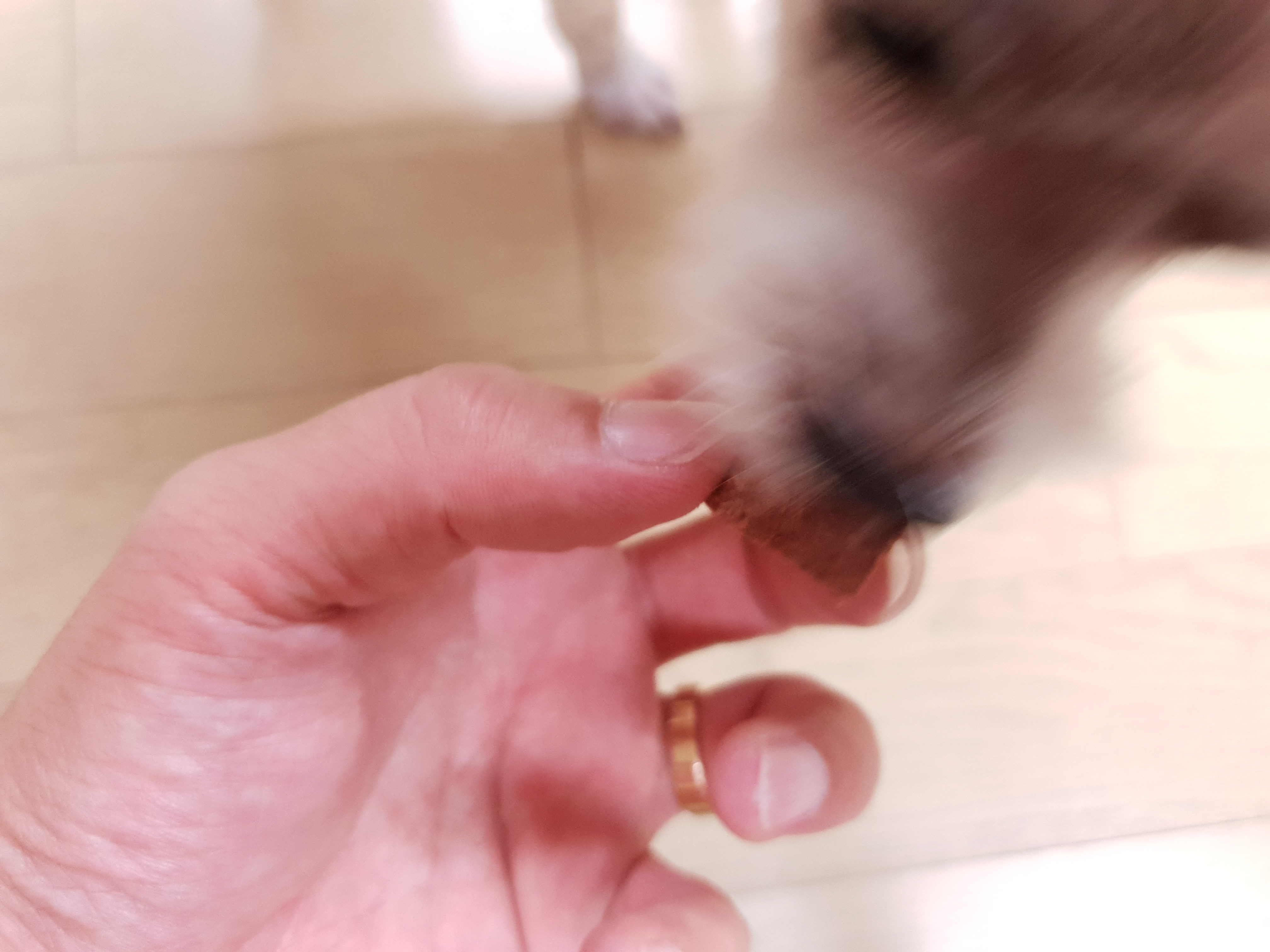 넥스가드-스펙트라-사진