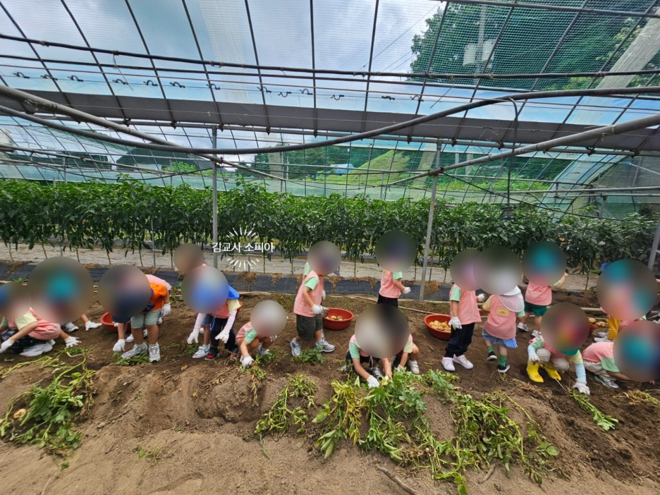 "아이랑 감자 수확 체험 가봤더니&hellip; 놓치면 아쉬운 준비물 까지 총정리!"