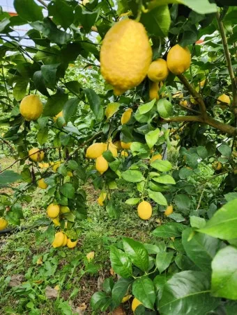 레몬 재배 화분 재배 실내 월동 가지 치기_3