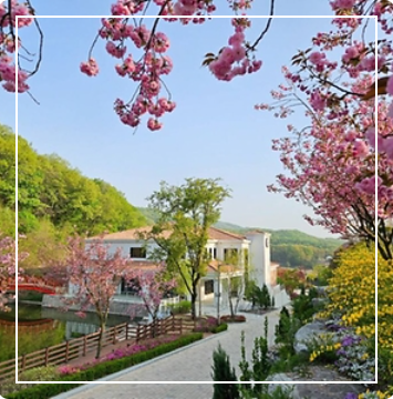 용인 자작나무숲 봄꽃축제 이미지 출처: 용인 자작나무숲