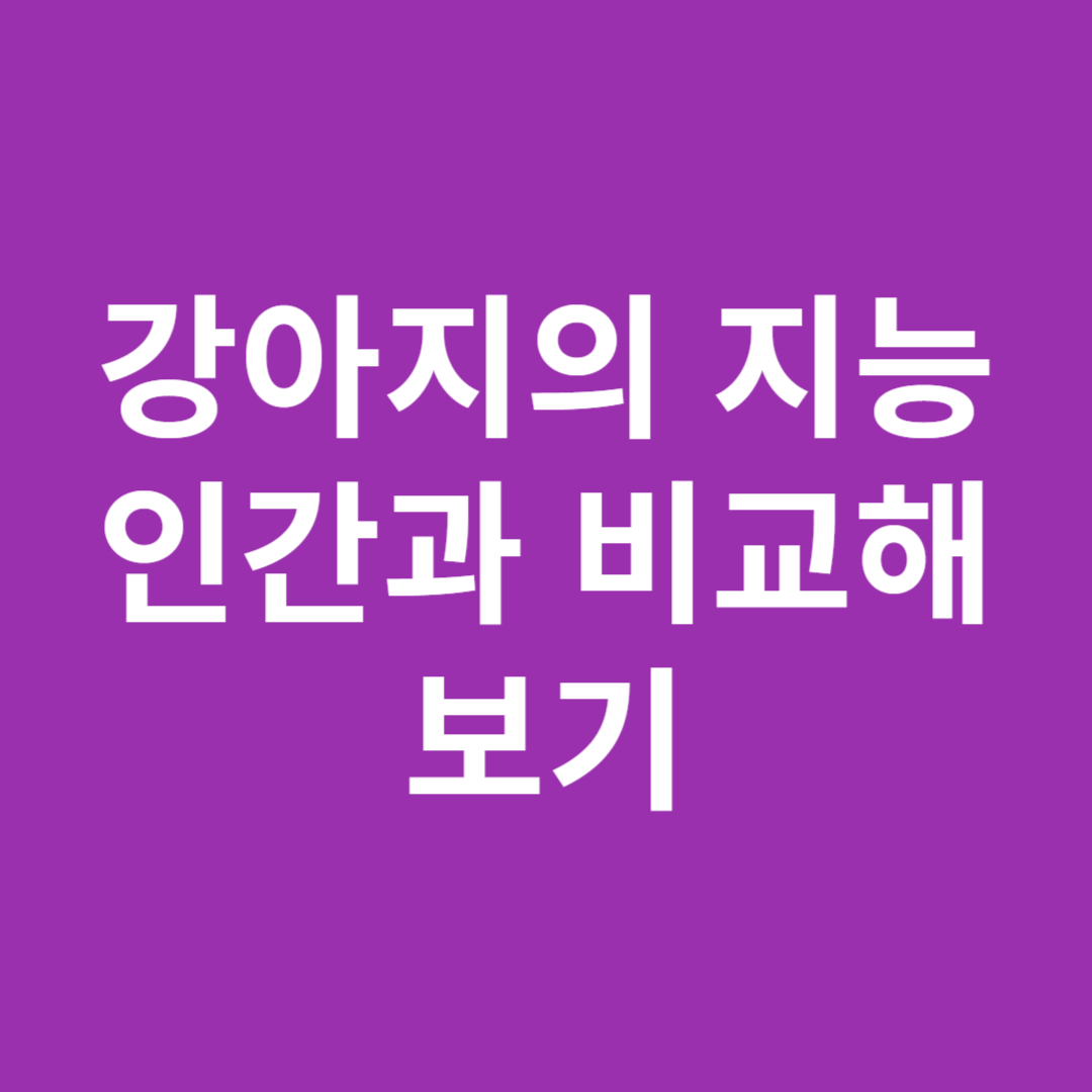 강아지의 지능은 얼마? 썸네일