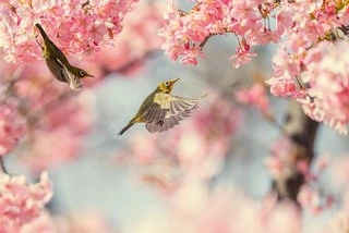 벚꽃과 새