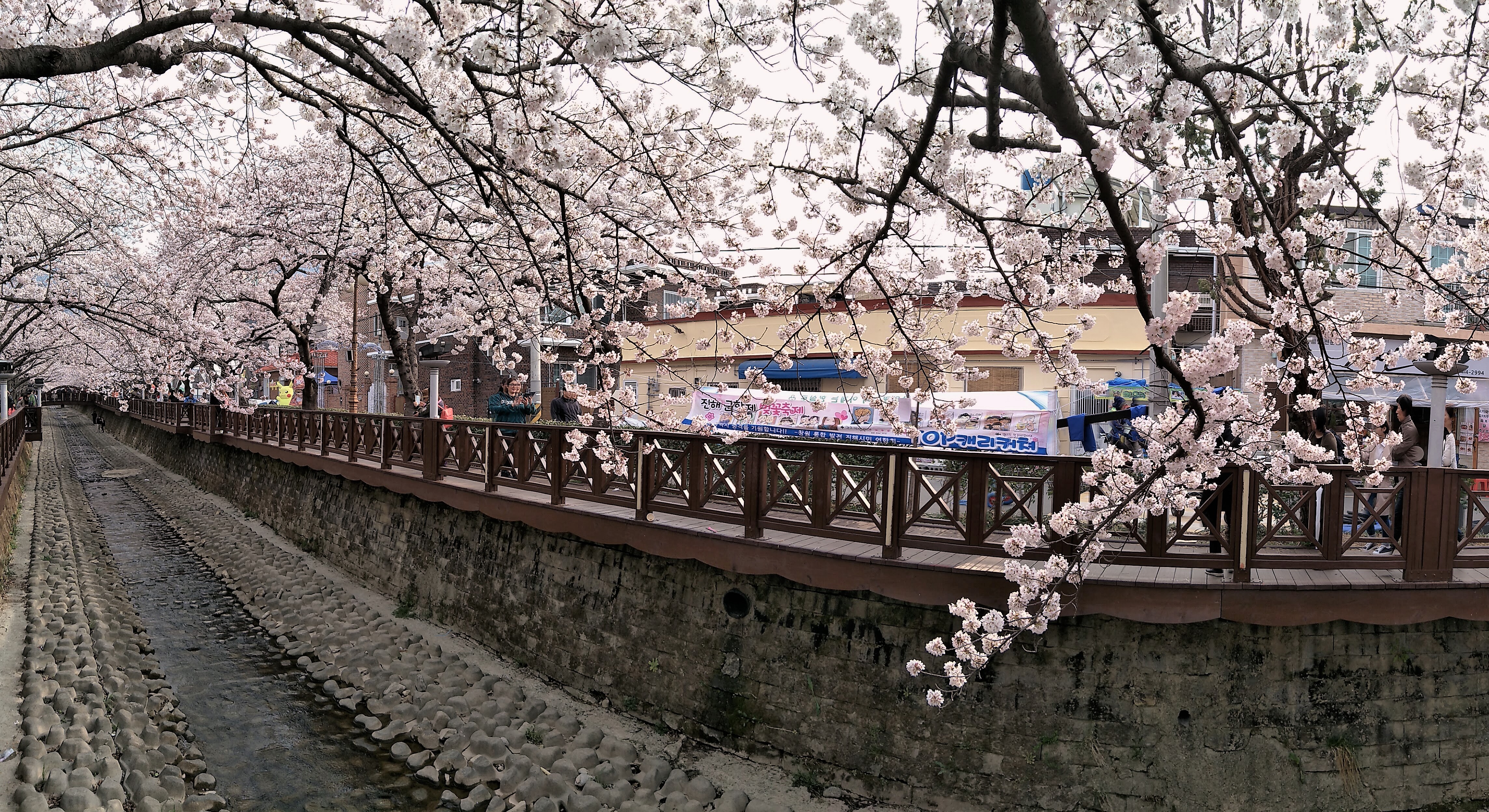 벚꽃 성지&amp;#44; 진해 군항제! 경화역&bull;여좌천 필수 코스 가이드