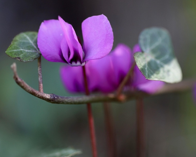 겨울 꽃 시클라멘