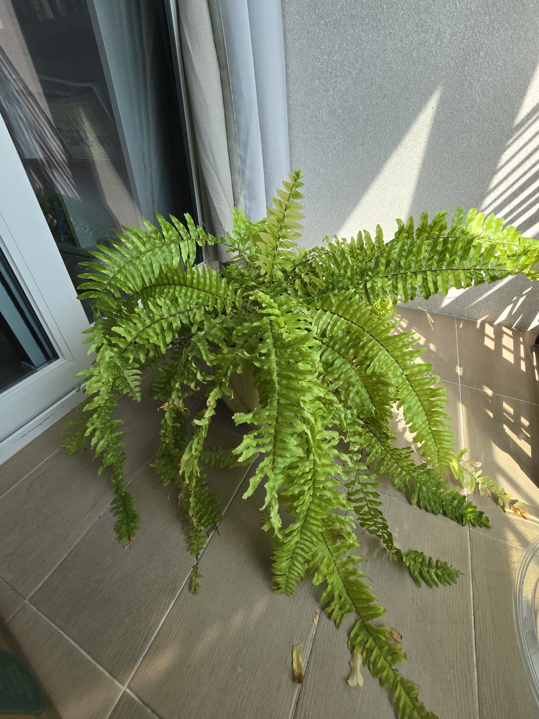 분갈이 시작전 무늬보스턴 고사리