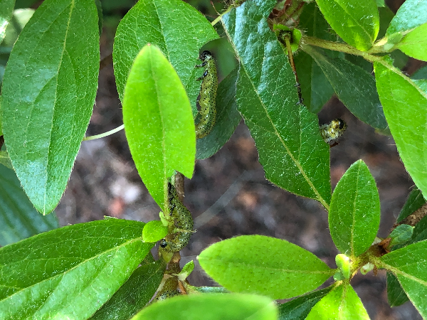 극동등에잎벌 유충